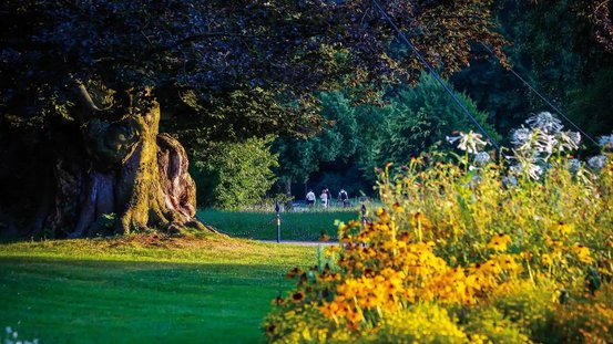 Der blühende Herrengarten im sommerlichen Abendlicht.